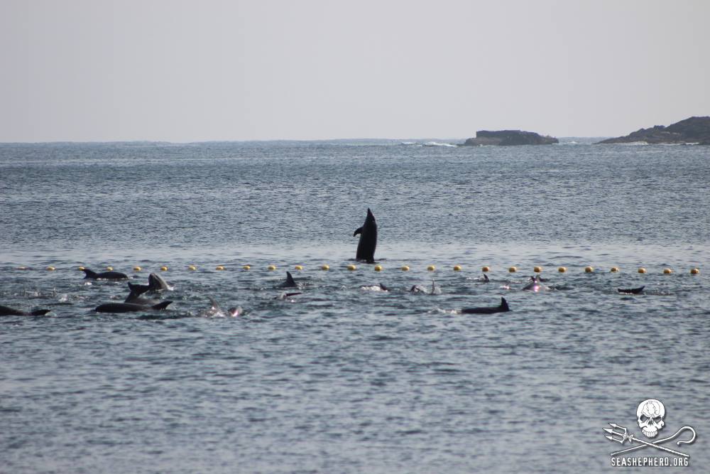 Spy Hopping Dolphin in Taiji 