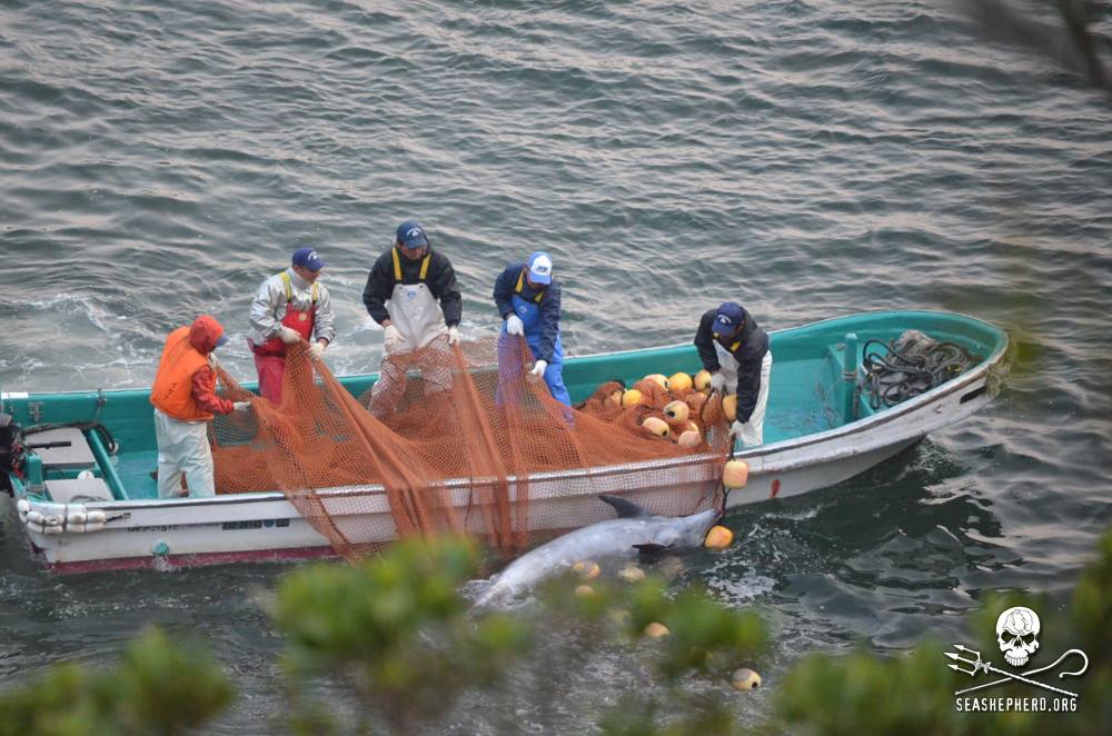 Dolphin Slaughter in Taiji Japan