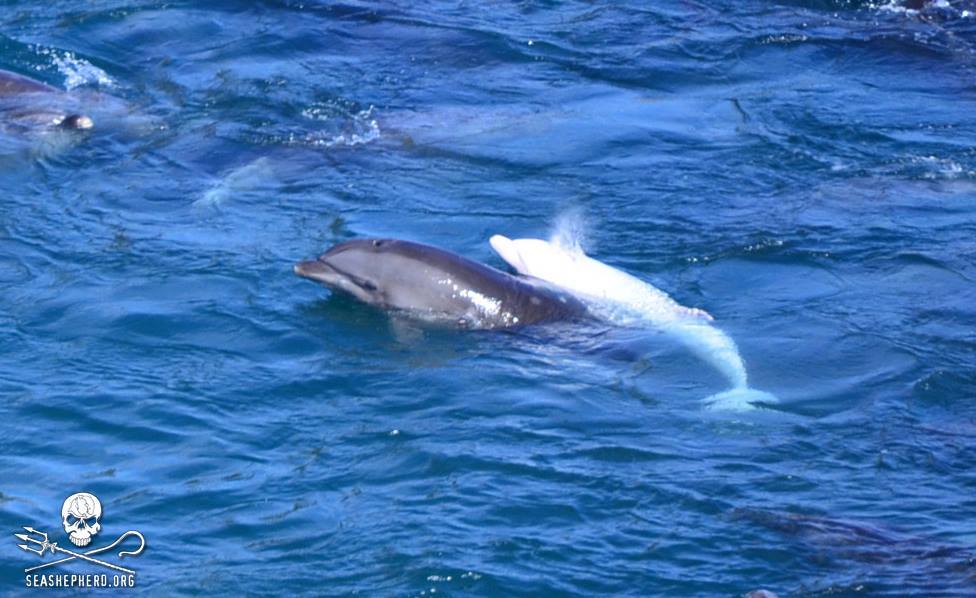 Rare Albino Dolphin was among the first to be selected.