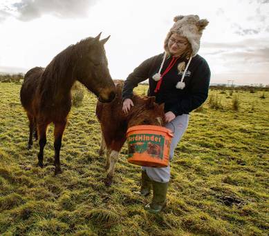 Sligo student saves twenty-three ponies